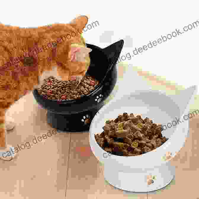 A Bowl Of High Quality Cat Food Meow: A Of Happiness For Cat Lovers