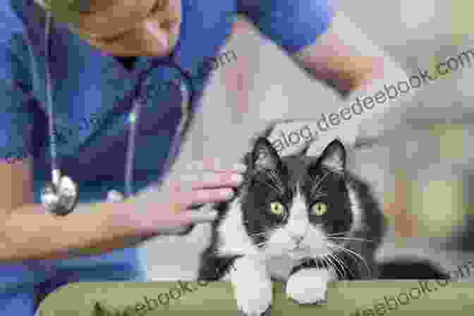 A Cat Getting A Checkup At The Vet Meow: A Of Happiness For Cat Lovers