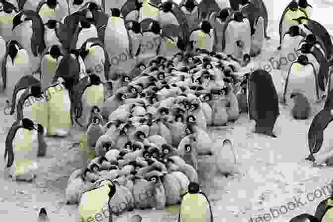 A Group Of Penguins Huddle Together On An Icy Shore, Their Wings Tucked In And Their Bodies Covered In Snow. The Serendipity Of Flightless Things