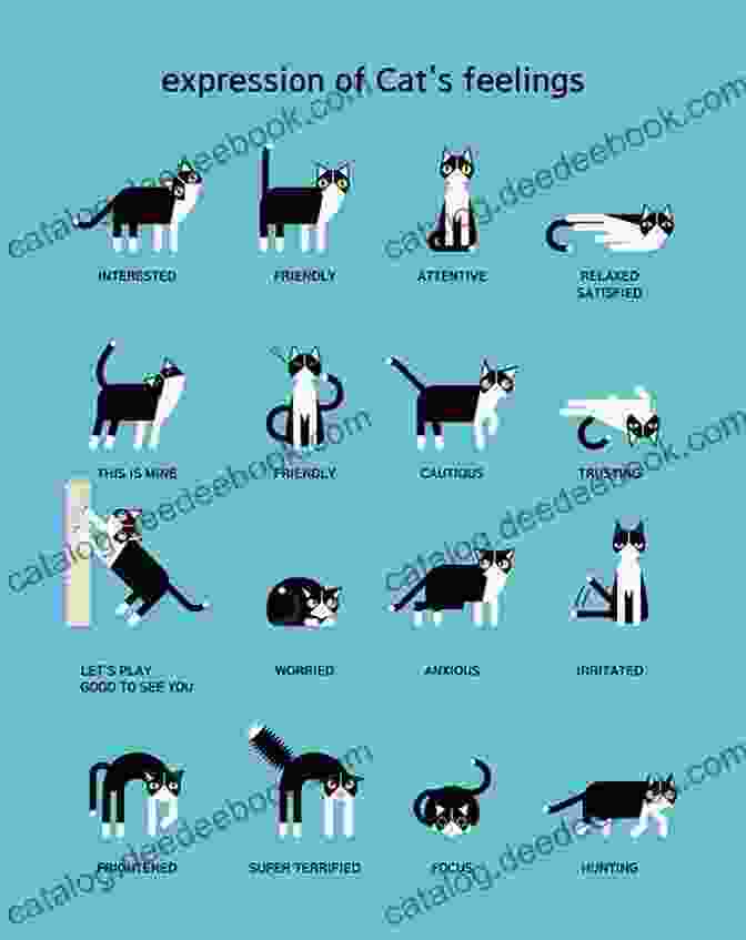A Guide To Cat Body Language Meow: A Of Happiness For Cat Lovers