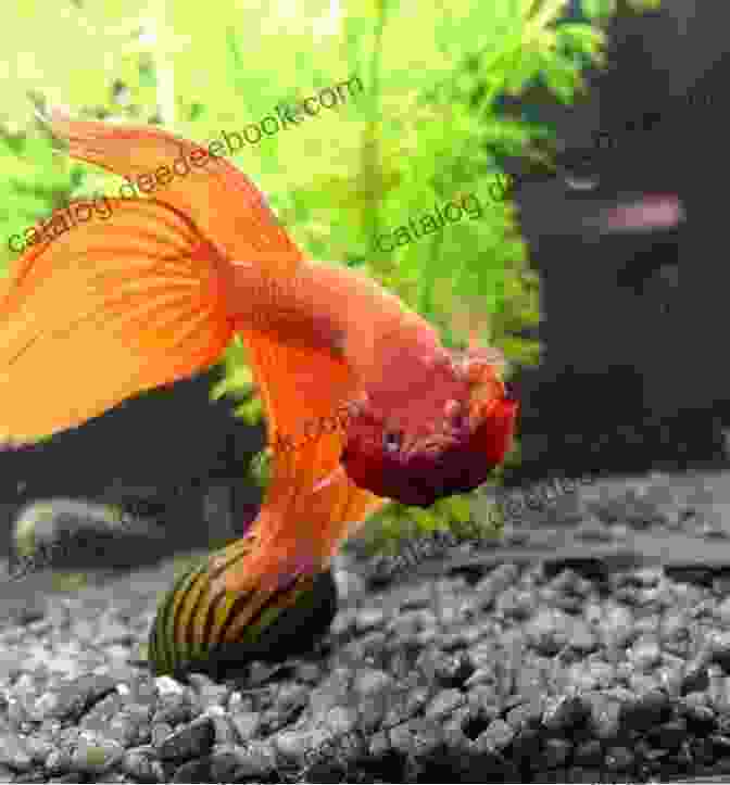 A Male Betta Fish Flaring Its Gills And Fins Essential Tropical Fish: Species Guide