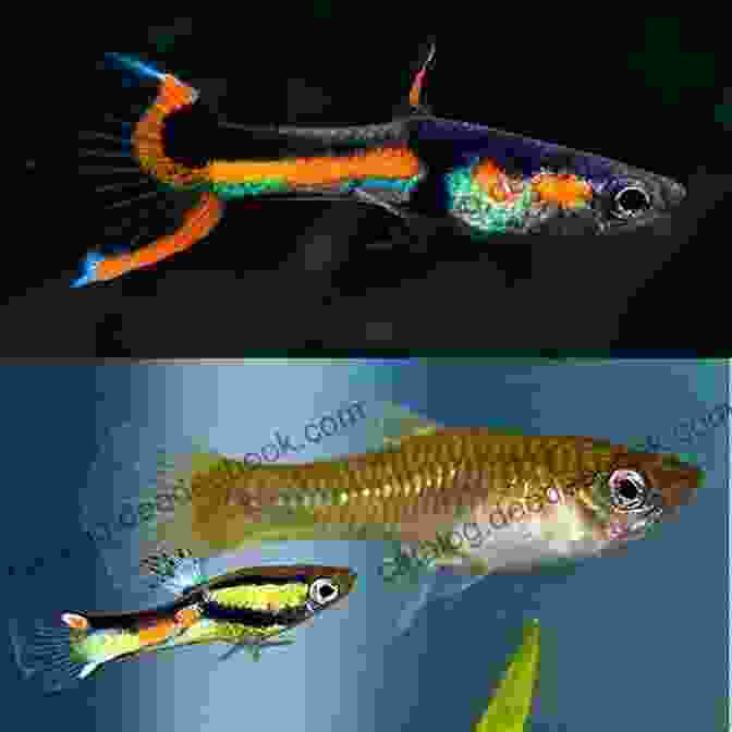 A Male Guppy Displaying Its Elaborate Tail Fin Essential Tropical Fish: Species Guide