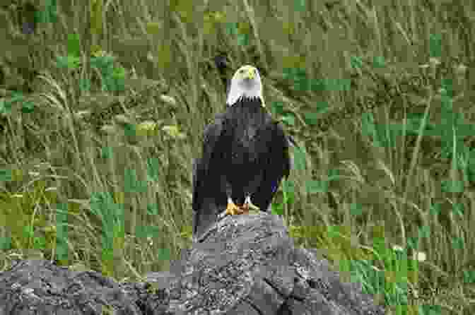 A Photo Of A Bald Eagle Perched On A Rock Pacific Ocean: Santa Cruz Island (Photo Book 196)