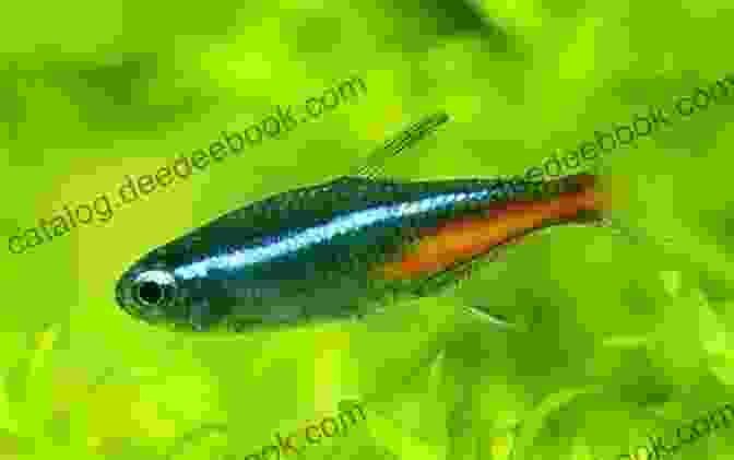 A Shoal Of Colorful Neon Tetras Swimming In A Freshwater Aquarium Essential Tropical Fish: Species Guide