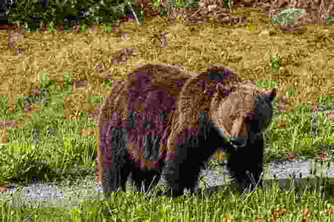 Close Up View Of A Magnificent Grizzly Bear Standing In A Lush Meadow, Surrounded By Wildflowers. Unbelievable Pictures And Facts About Montana