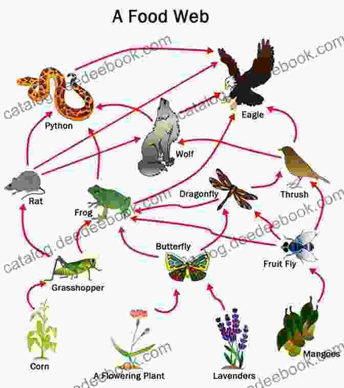 Diagram Of A Food Web Within An Ecosystem, Showcasing The Interconnectedness Of Different Organisms Grade 9 1 GCSE Geography OCR B: Geography For Enquiring Minds Revision Guide: Ideal For Catch Up And The 2024 And 2024 Exams (CGP GCSE Geography 9 1 Revision)