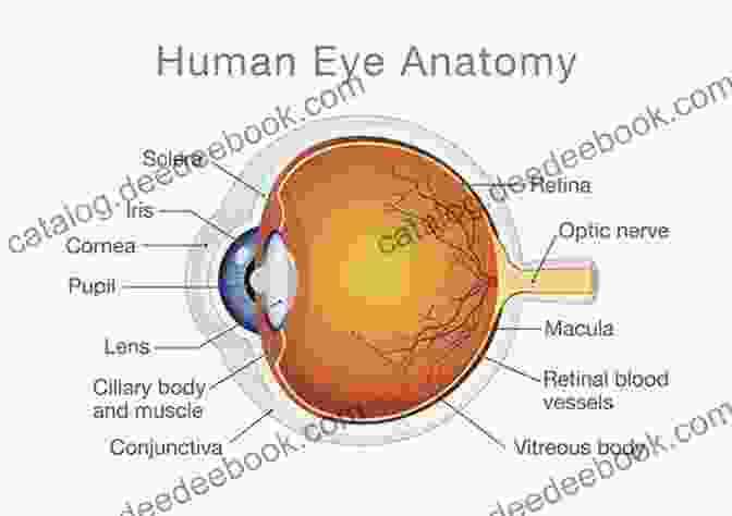 Diagram Of The Human Eye Did You Know This : Russia / Russia For Kids: About Russia For Kids Russia Country Russian People For Kids (Did You Know This?)