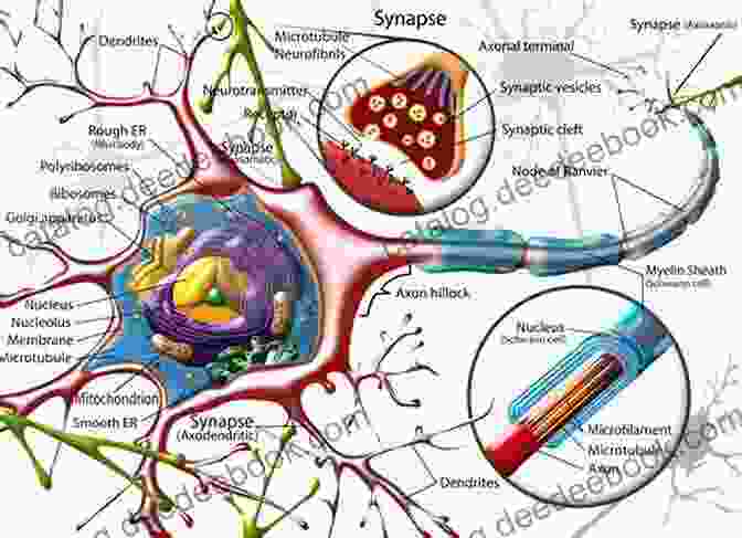 Diagram Of The Nanostructure Of The Brain, Showing Neurons, Synapses, And Other Cellular Components. The Textbook Of Nanoneuroscience And Nanoneurosurgery