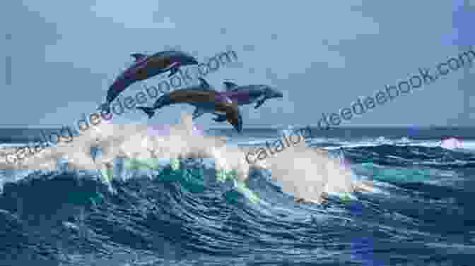 Dolphin Pod Leaping And Playing In The Waves, Delighting Spectators With Their Playful Antics THE FEET COLLECTION VOL 20: SPECIAL ONLY AT THE BEACH
