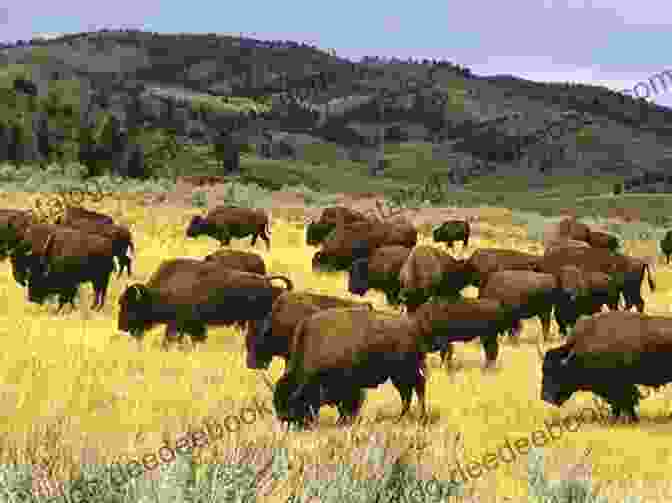 Herd Of Majestic Bison Grazing In The Verdant Meadows Of Yellowstone National Park, With The Iconic Mountains In The Background. Unbelievable Pictures And Facts About Montana