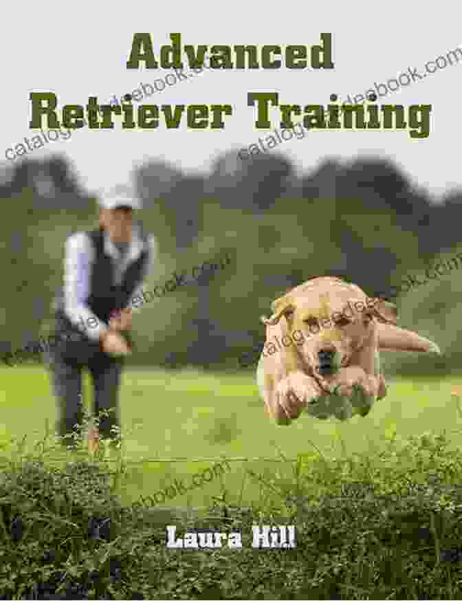 Sam Hunter Instructing A Retriever During An Advanced Training Session In A Field Advanced Retriever Training Sam Hunter