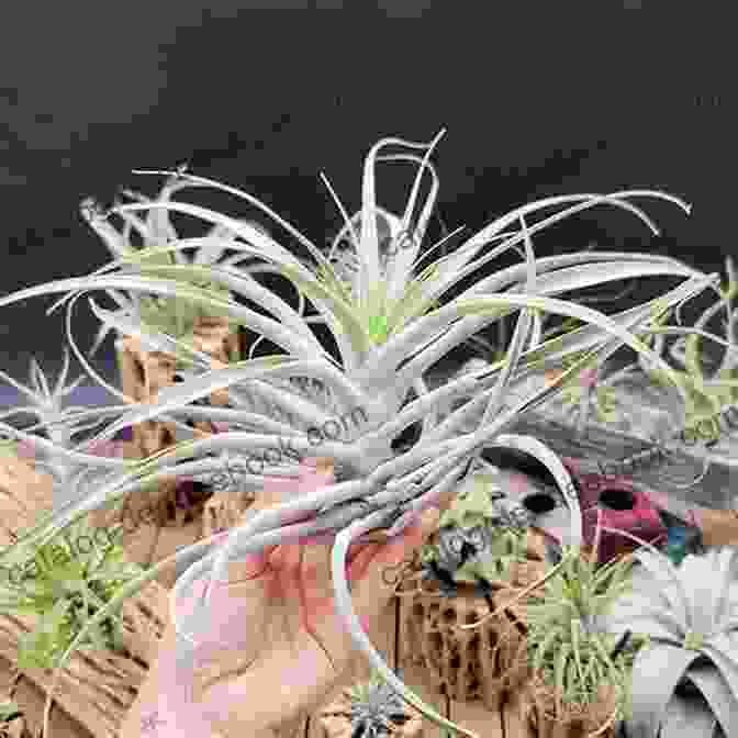 Tillandsia Sigrid Undset Is An Epiphytic Air Plant That Is Native To Mexico. It Has Long, Trailing Stems That Are Covered In Tiny, Silvery Leaves. The Air Plant Sigrid Undset